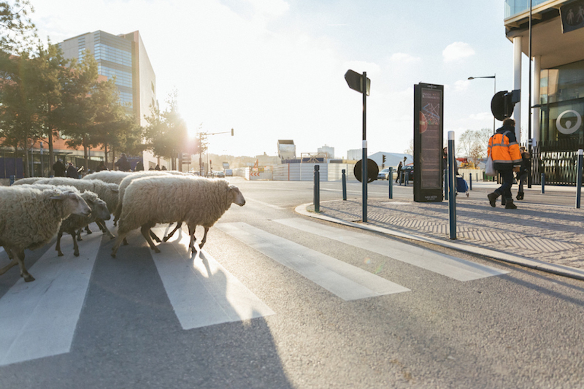 Faire de Paris une ferme : le quotidien des Bergers Urbains